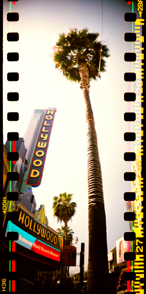Palm Trees on Walk of Fame!